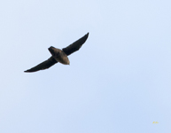 Chimney Swift 4830